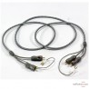Câble PHONO Audioquest Wildcat